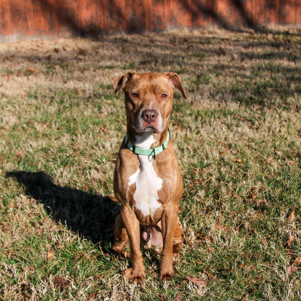 Enlarge Benelli, a Adoptable Pit Bull Terrier in Columbia, MO image 6/6