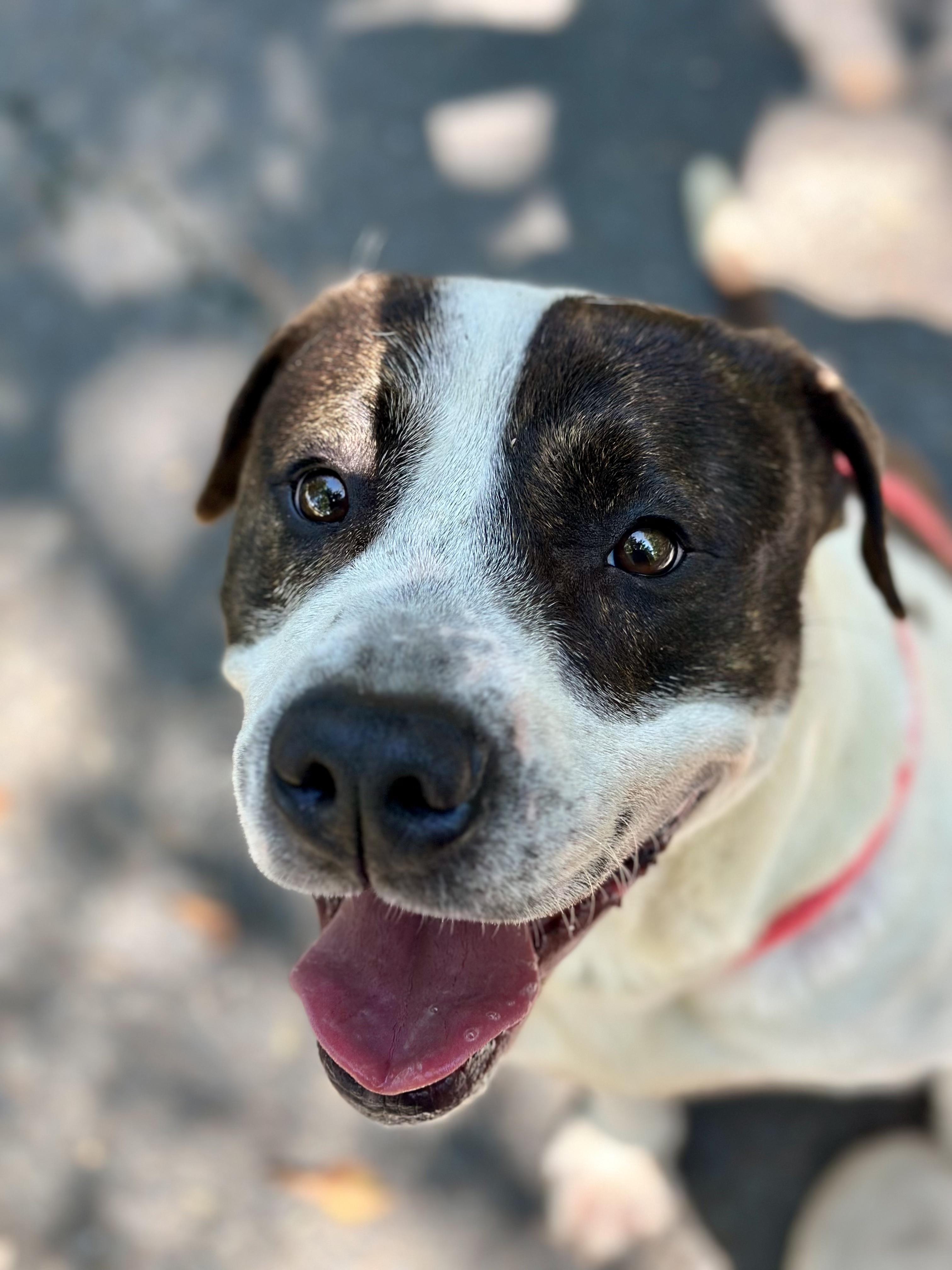 Parker, a Adoptable mixed breed in Bethel, CT image 4/6