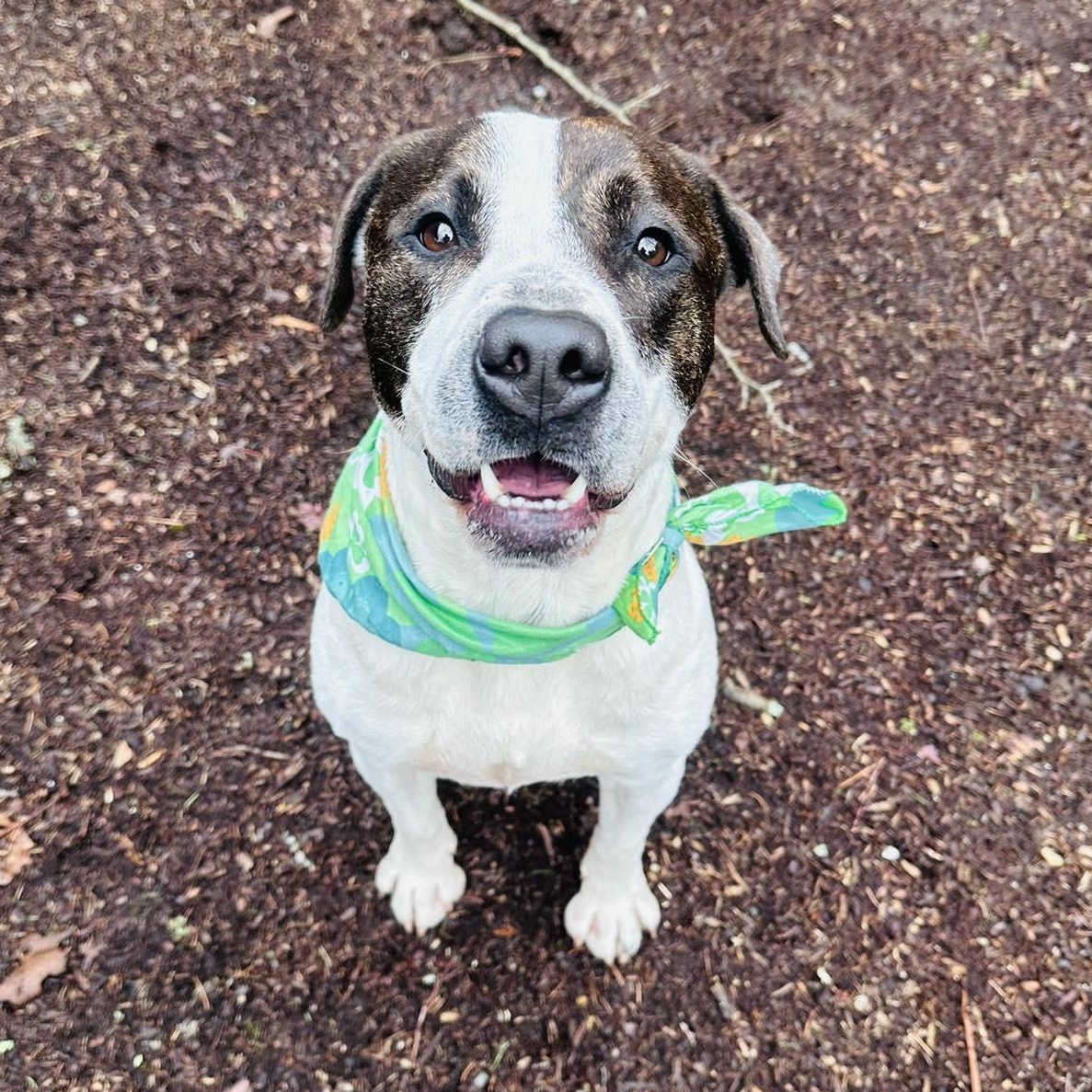 Parker, a Adoptable mixed breed in Bethel, CT image 1/6