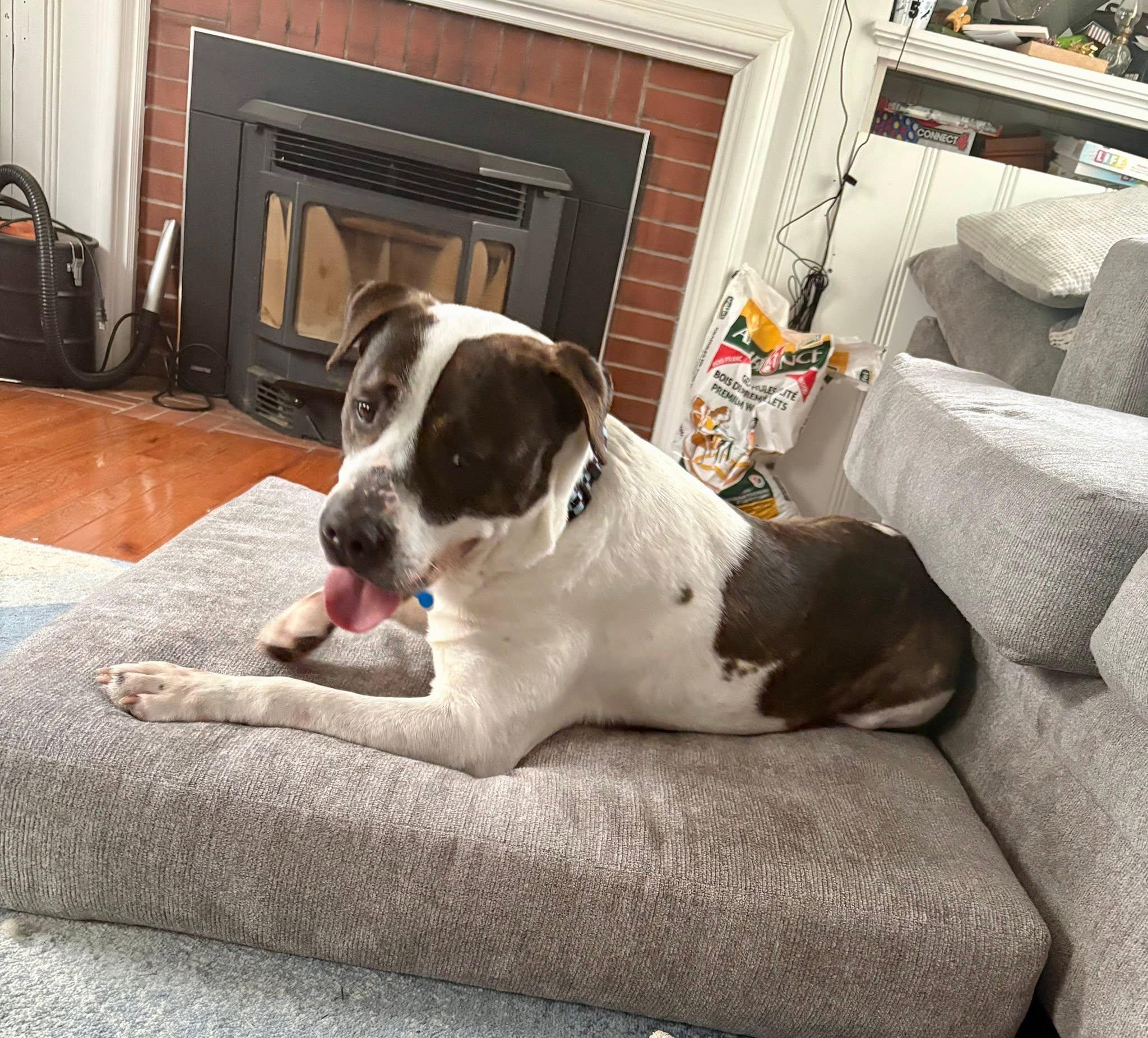 Parker, a Adoptable mixed breed in Bethel, CT image 6/6