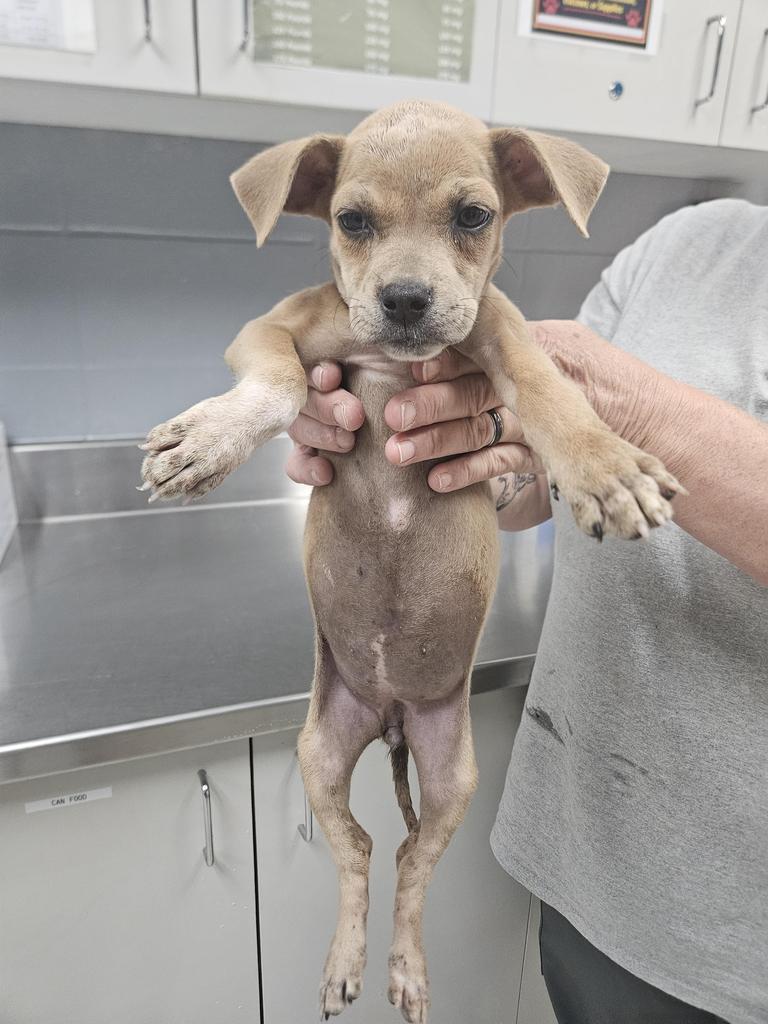 Leah, Adoptable, Puppy Female Pit Bull Terrier & Hound.