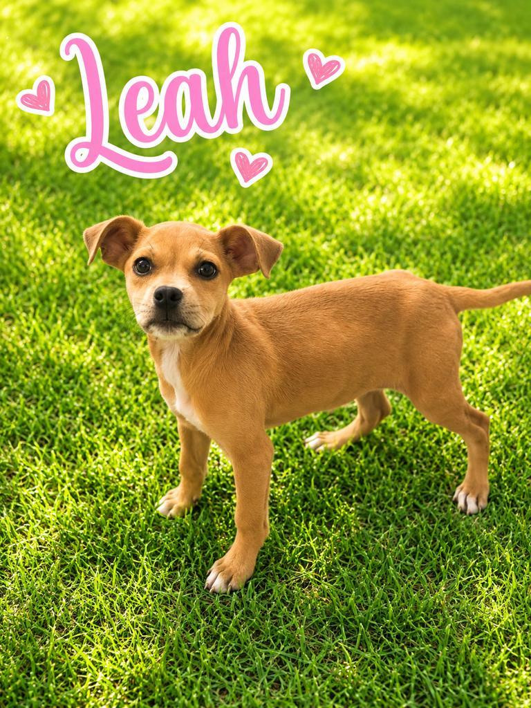 Leah, a Adoptable mixed breed in Livingston, LA image 2/2