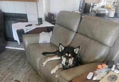 Enlarge Mingo, a Adoptable Siberian Husky in Denton, TX image 5/6