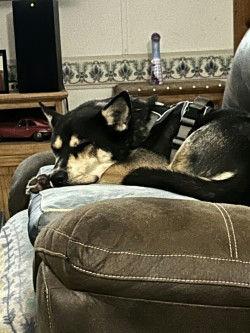 Enlarge Mingo, a Adoptable Siberian Husky in Denton, TX image 6/6