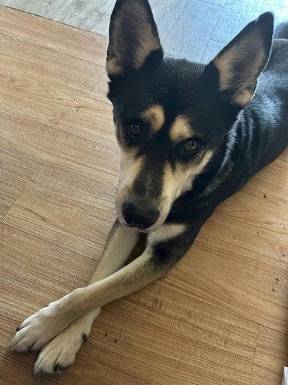 Enlarge Mingo, a Adoptable Siberian Husky in Denton, TX image 4/6