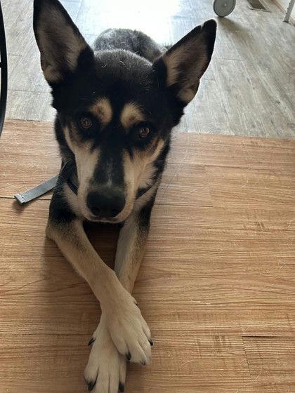 Mingo, Adoptable, Adult Male Siberian Husky.