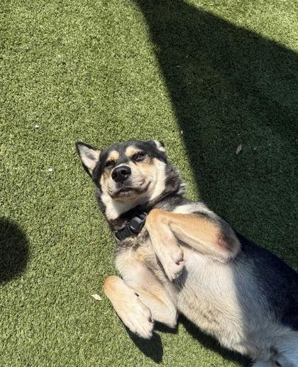 Enlarge Mingo, a Adoptable Siberian Husky in Denton, TX image 3/6