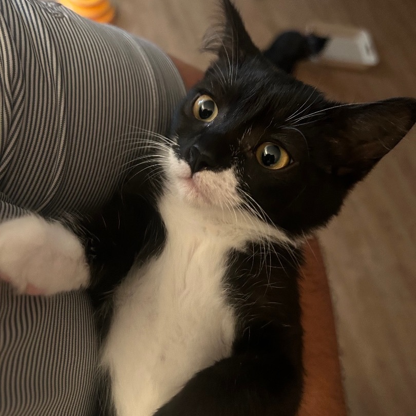 Enlarge Evie, a Adopted Domestic Short Hair in Cornwall, ON image 1/4