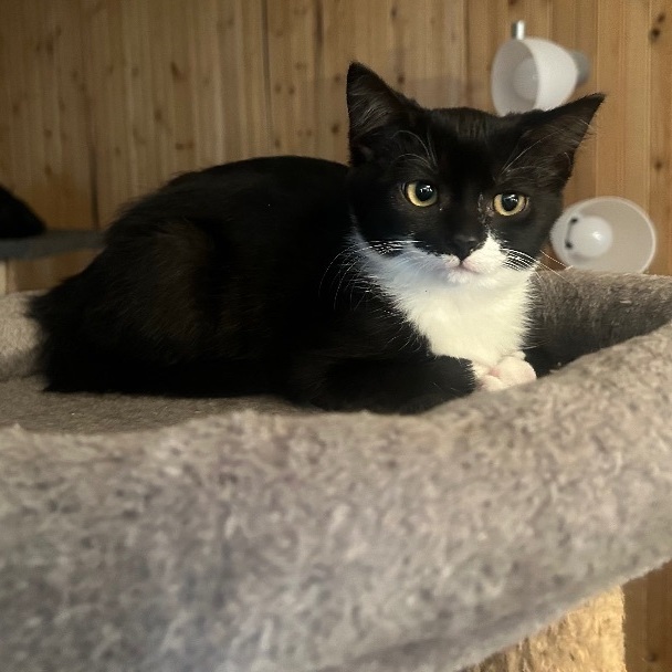 Enlarge Evie, a Adopted Domestic Short Hair in Cornwall, ON image 3/4