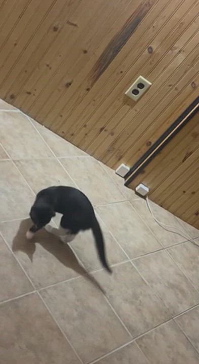 Enlarge Evie, a Adopted Domestic Short Hair in Cornwall, ON video 4/4