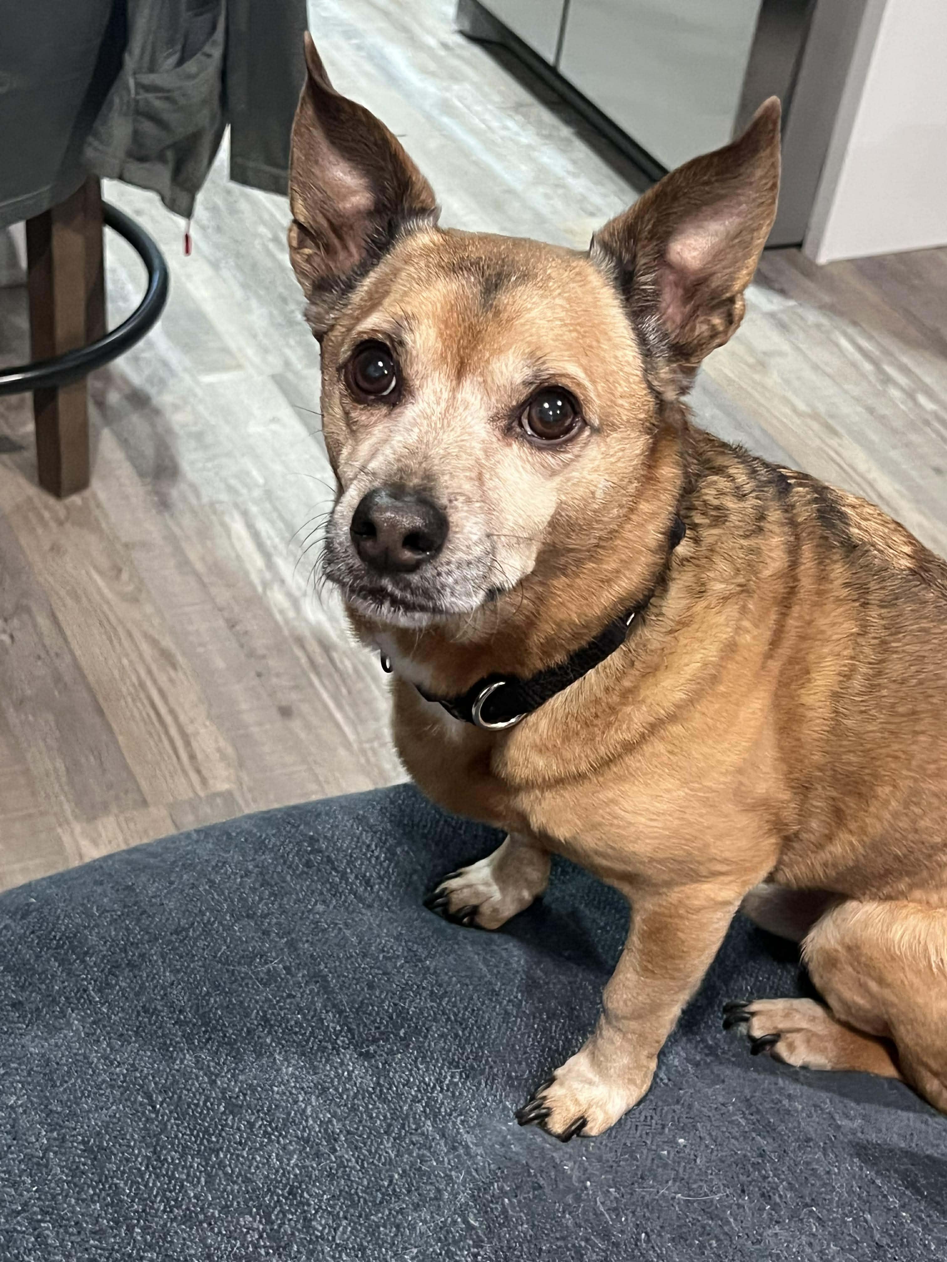 Enlarge Joey, a Adoptable mixed breed in Virginia Beach, VA image 2/2