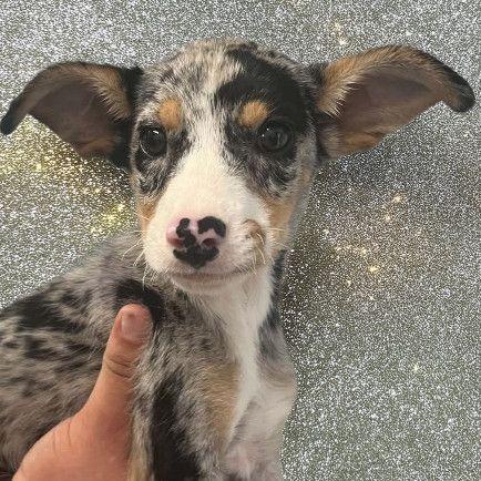 Enlarge Winky, a Adoptable Australian Shepherd in Allentown, PA image 1/1