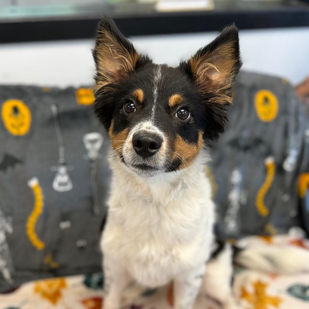 Enlarge Lacey, a Adoptable Australian Shepherd in Watertown, NY image 1/2