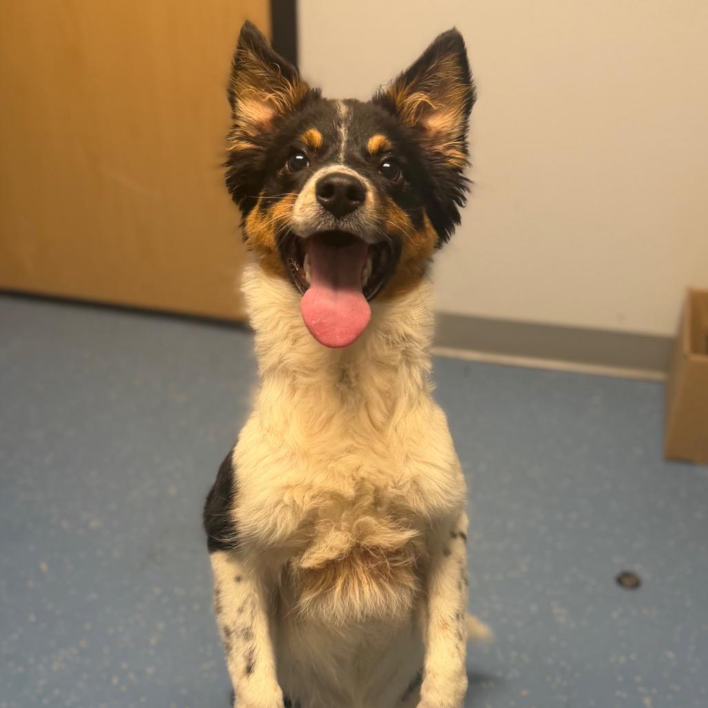 Enlarge Lacey, a Adoptable Australian Shepherd in Watertown, NY image 2/2