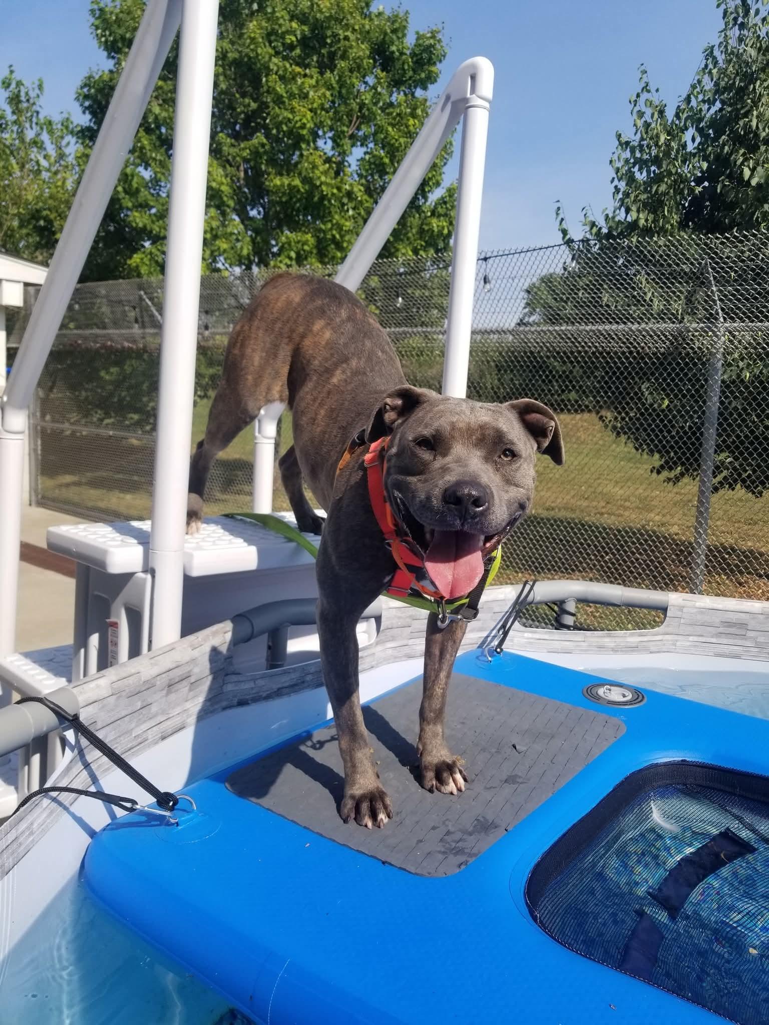 Enlarge Primrose, a Adoptable mixed breed in Stratford, CT image 3/4