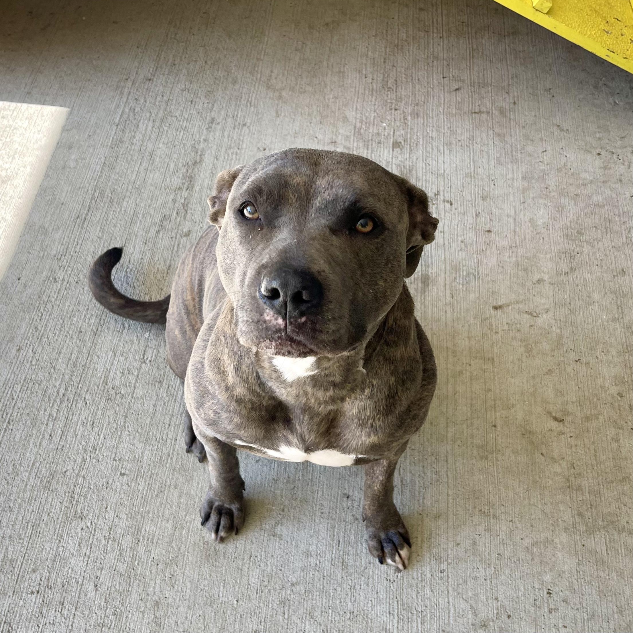 Enlarge Primrose, a Adoptable mixed breed in Stratford, CT image 4/4