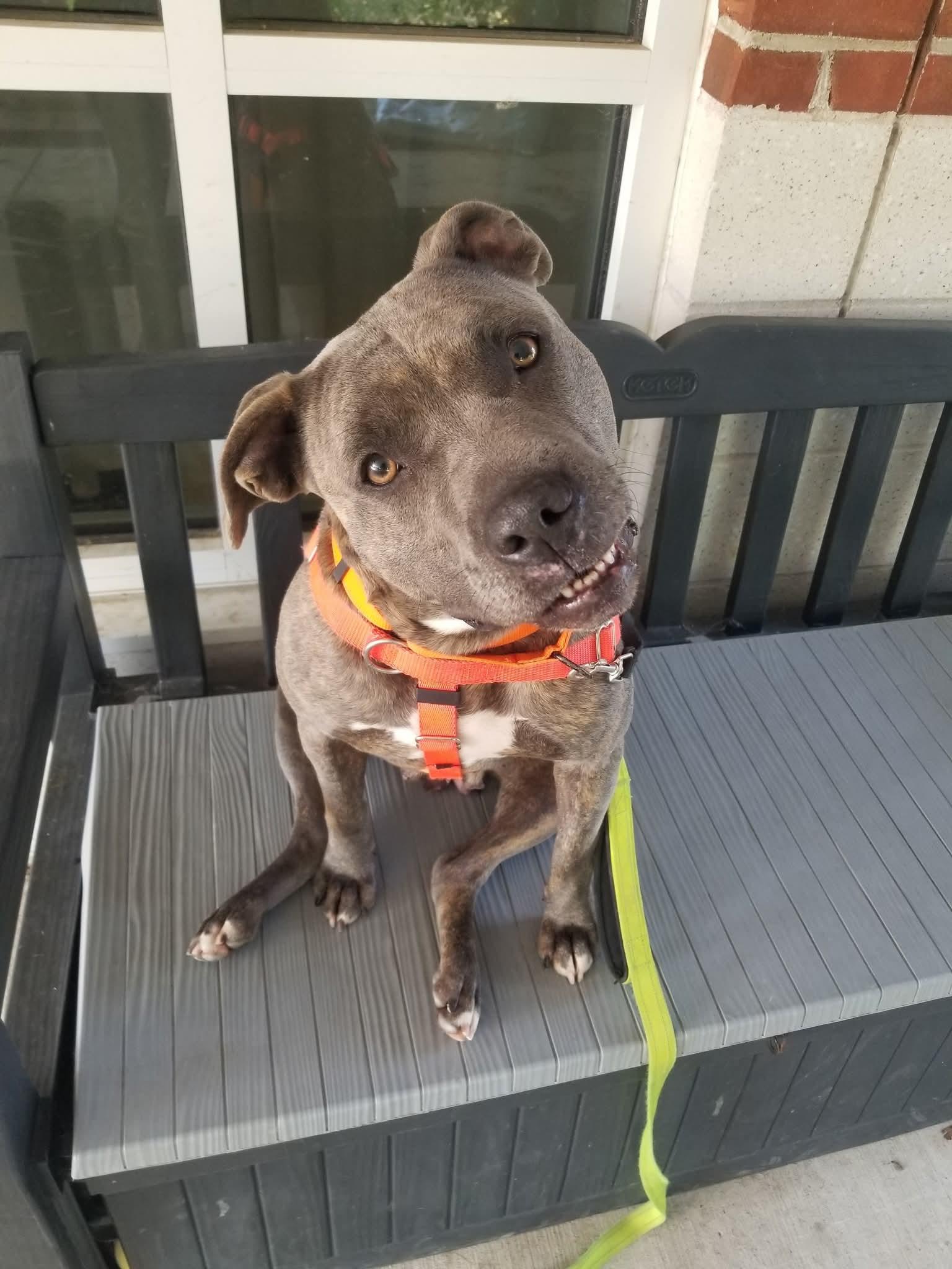 Enlarge Primrose, a Adoptable mixed breed in Stratford, CT image 2/4