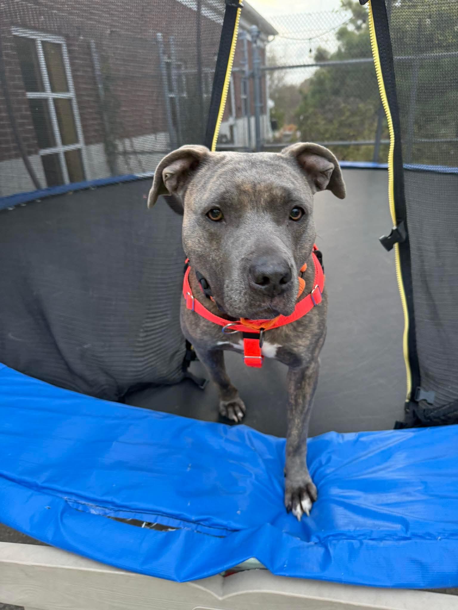 Primrose, Adoptable, Adult Female Pit Bull Terrier.