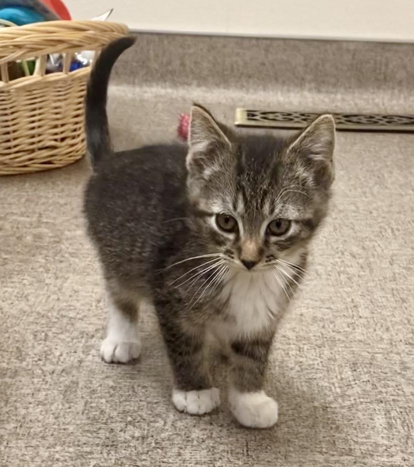 Tiger, a Adoptable mixed breed in Pocatello, ID image 2/6