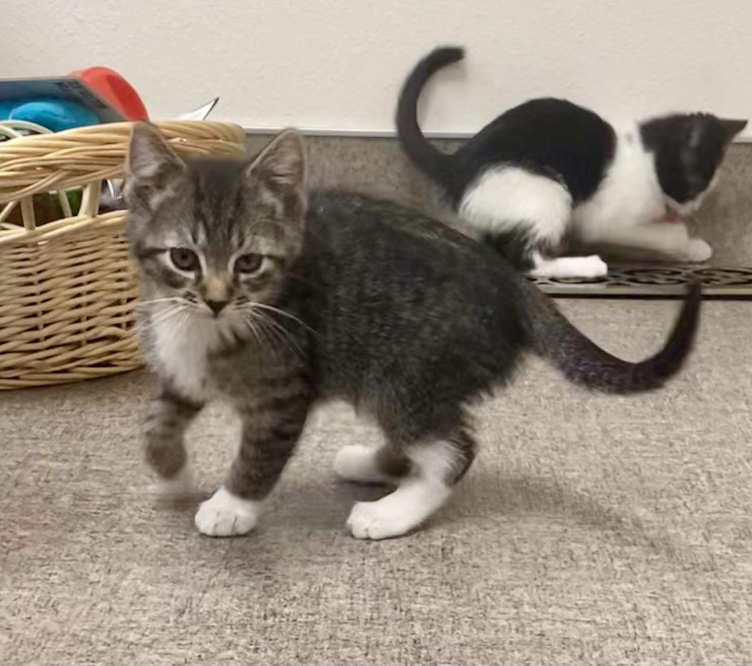 Tiger, a Adoptable mixed breed in Pocatello, ID image 6/6