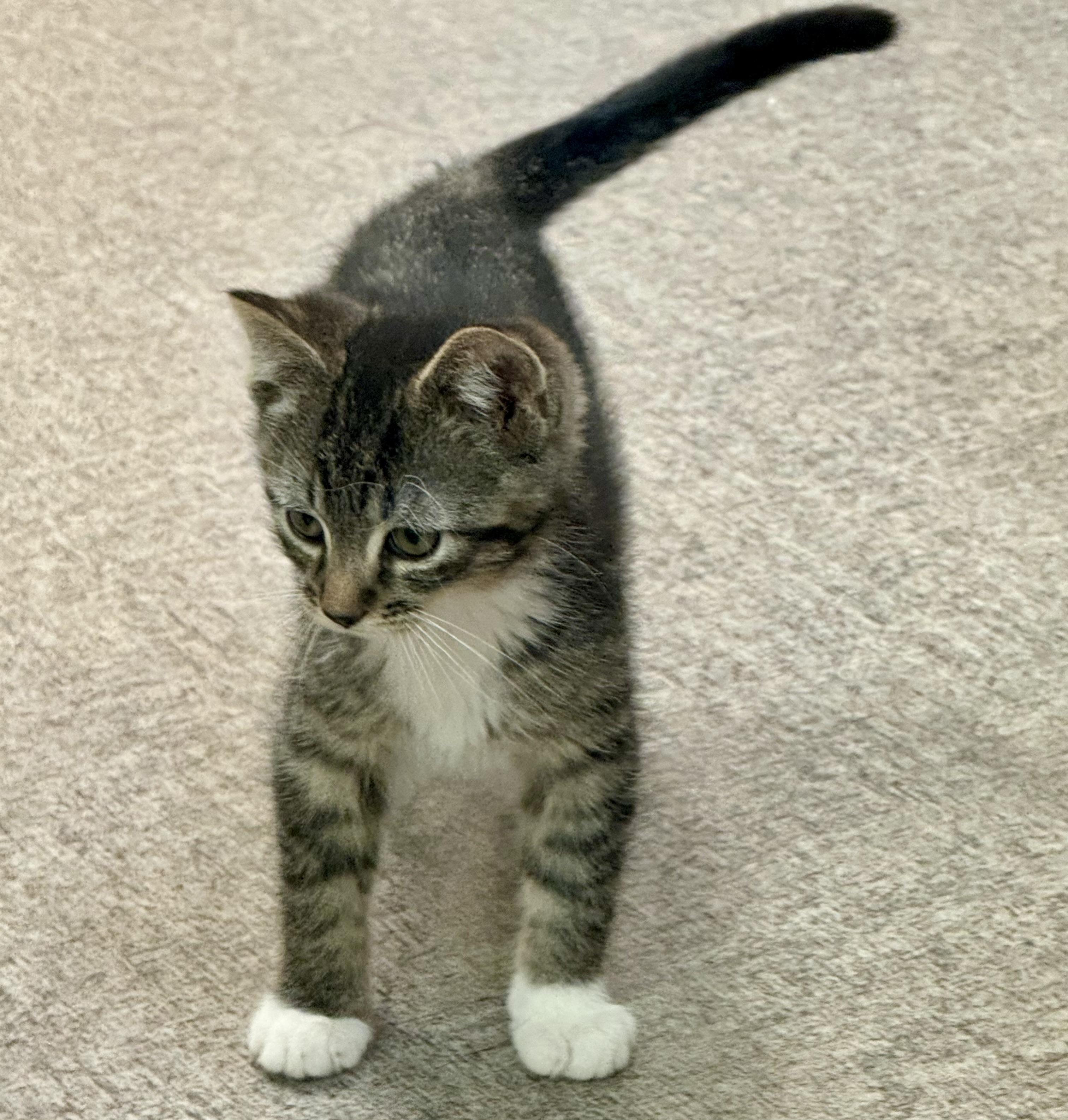 Tiger, a Adoptable mixed breed in Pocatello, ID image 5/6