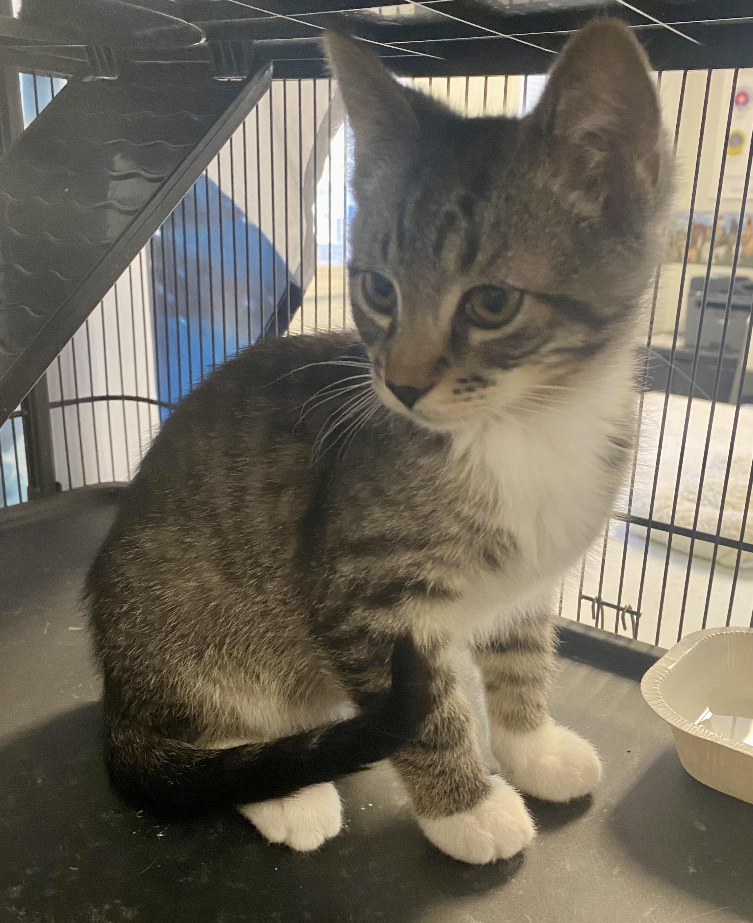 Tiger, Adoptable, Kitten Male Domestic Short Hair.