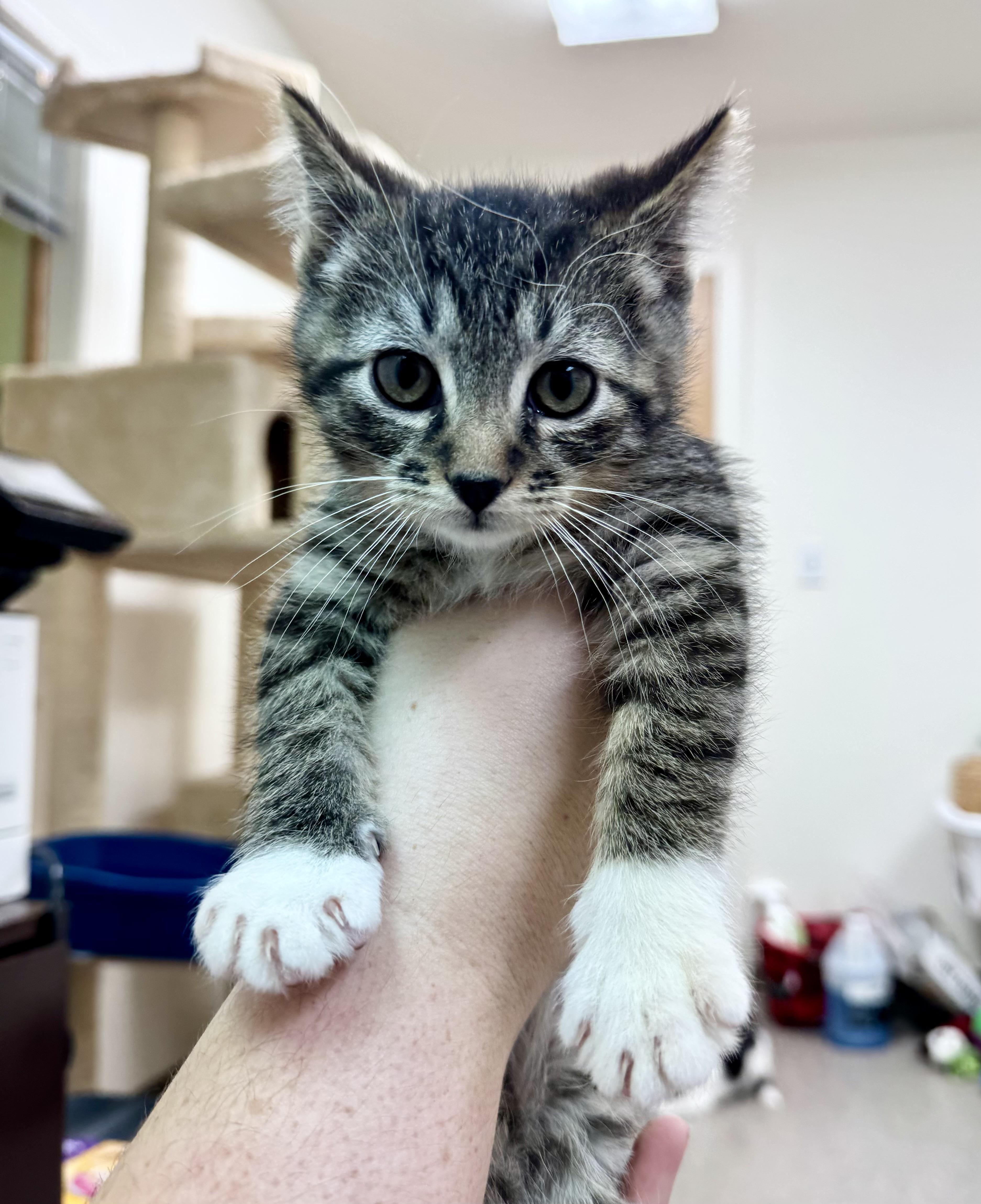 Tiger, a Adoptable mixed breed in Pocatello, ID image 1/6