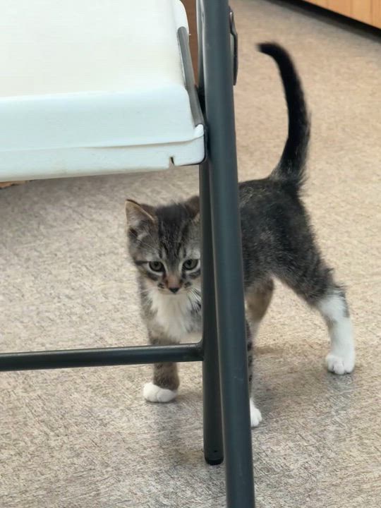 Enlarge Tiger, a Adoptable mixed breed in Pocatello, ID video 3/6