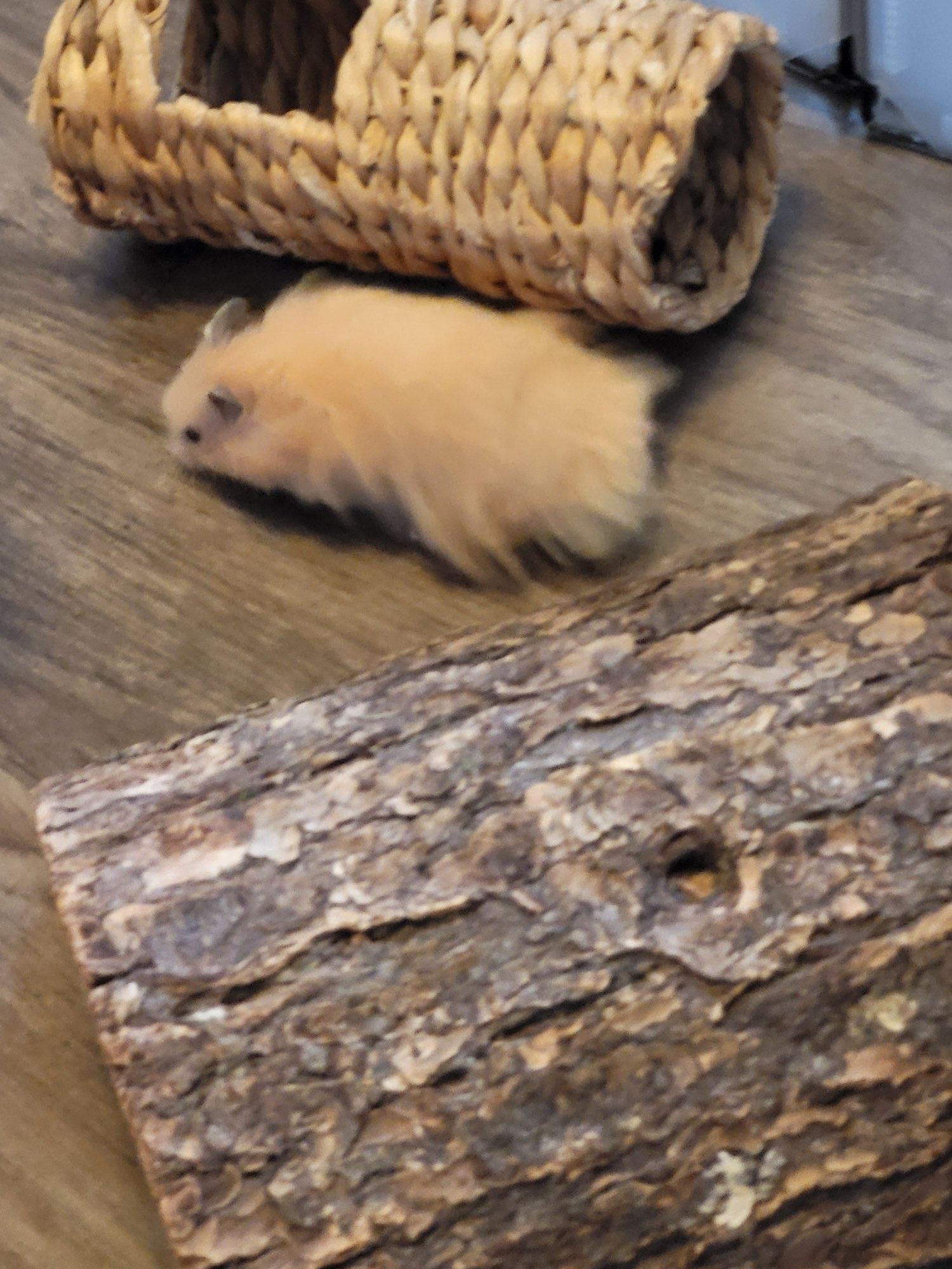 Enlarge Teddy, a Adopted Hamster in norton, MA image 5/5