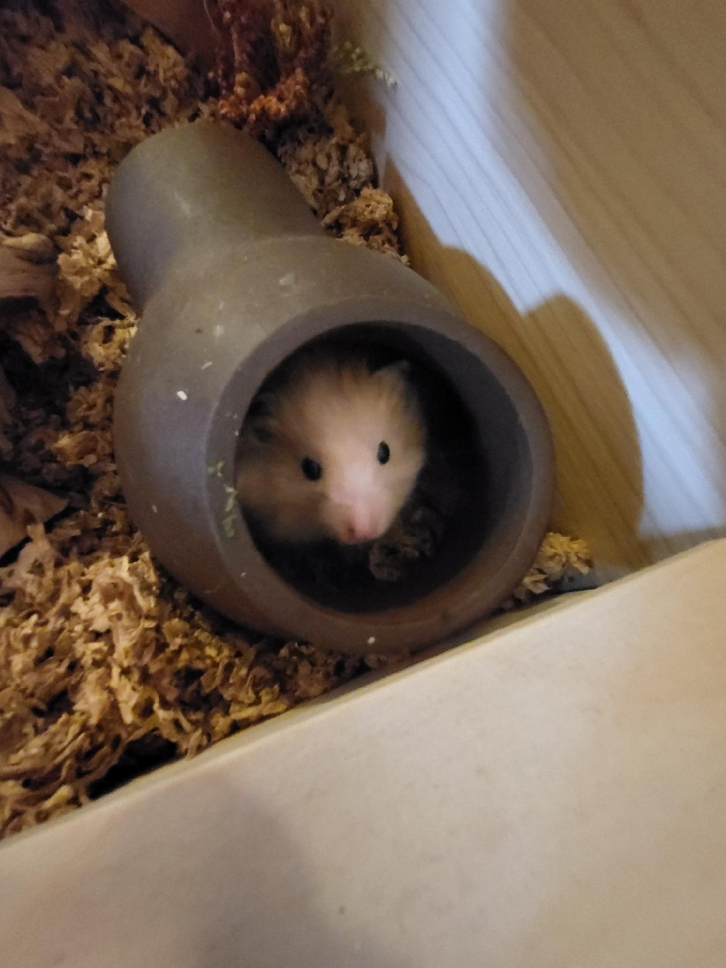Enlarge Teddy, a Adopted Hamster in norton, MA image 4/5