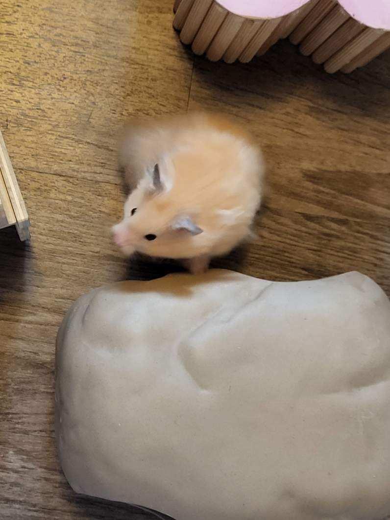 Enlarge Teddy, a Adopted Hamster in norton, MA image 3/5