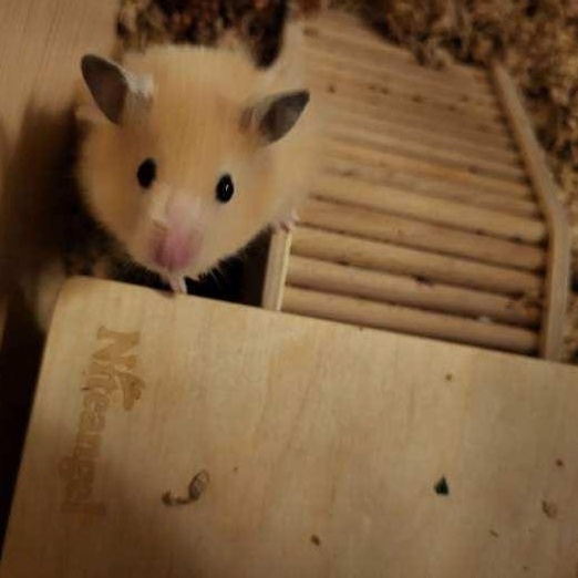 Teddy, Adopted, Young Male Hamster.