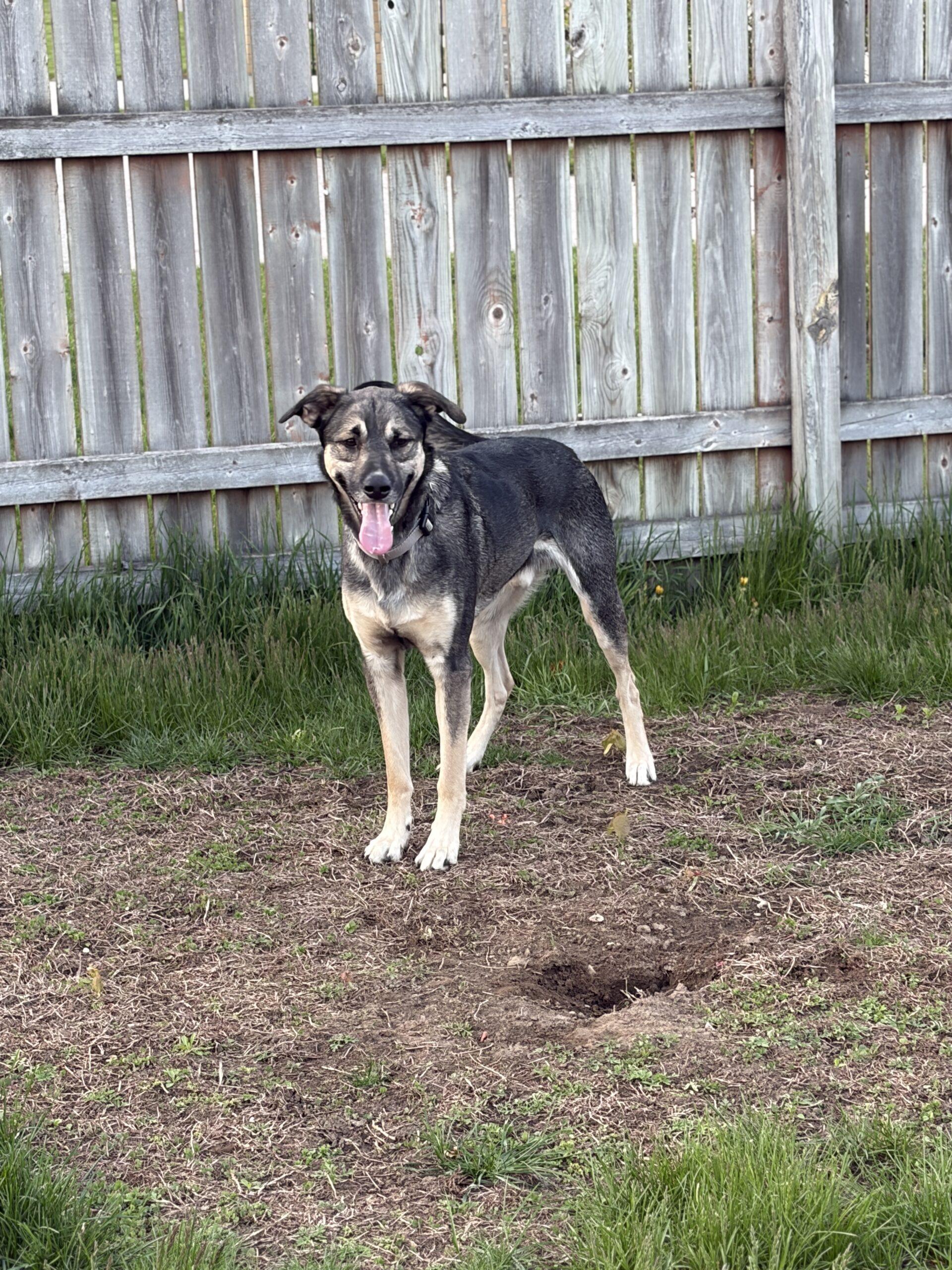 Enlarge Scamp, a Adoptable mixed breed in Vienna, ON image 1/6