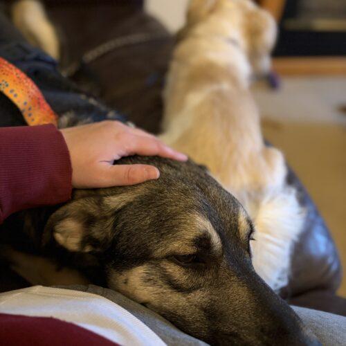 Scamp, Adoptable, Young Male German Shepherd Dog & Siberian Husky.