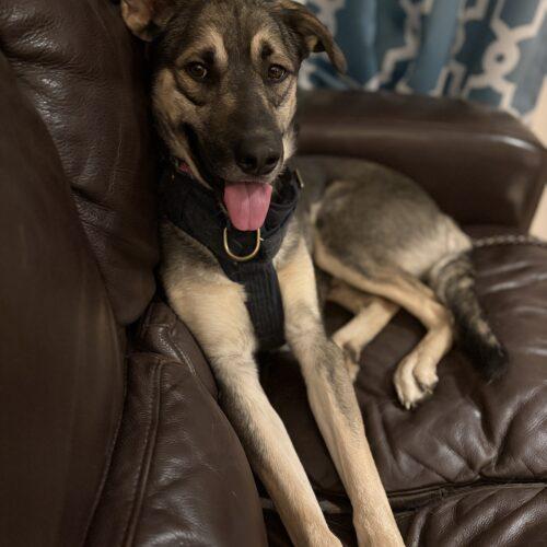 Enlarge Scamp, a Adoptable mixed breed in Vienna, ON image 2/5