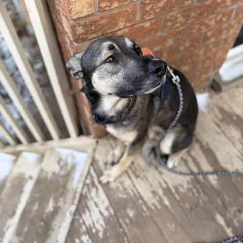 Enlarge Scamp, a Adoptable mixed breed in Vienna, ON image 3/5