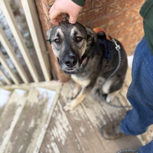 Enlarge Scamp, a Adoptable mixed breed in Vienna, ON image 4/5