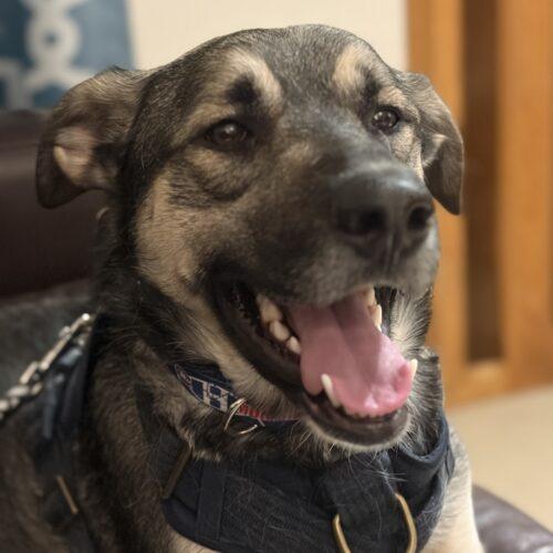 Enlarge Scamp, a Adoptable mixed breed in Vienna, ON image 5/5