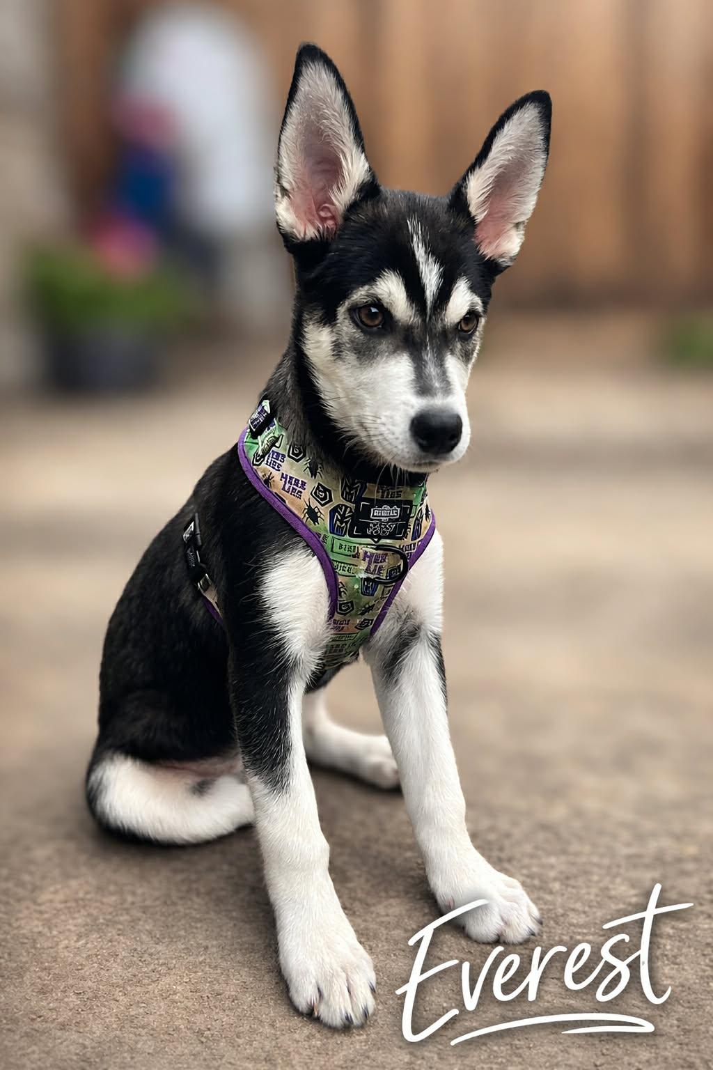 Everest (20251223-06) — thumbnail 2