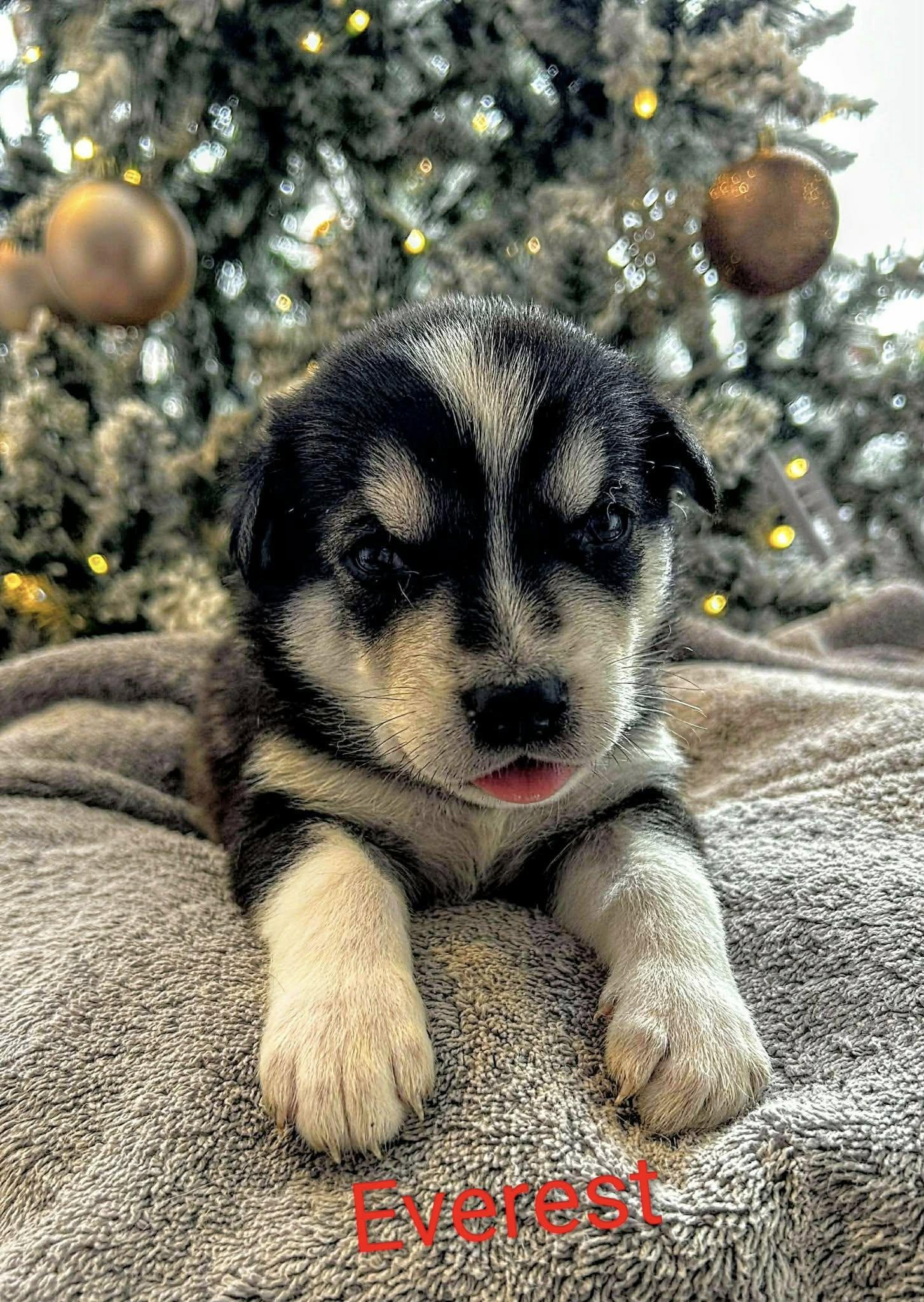 Everest (20251223-06) — thumbnail 3