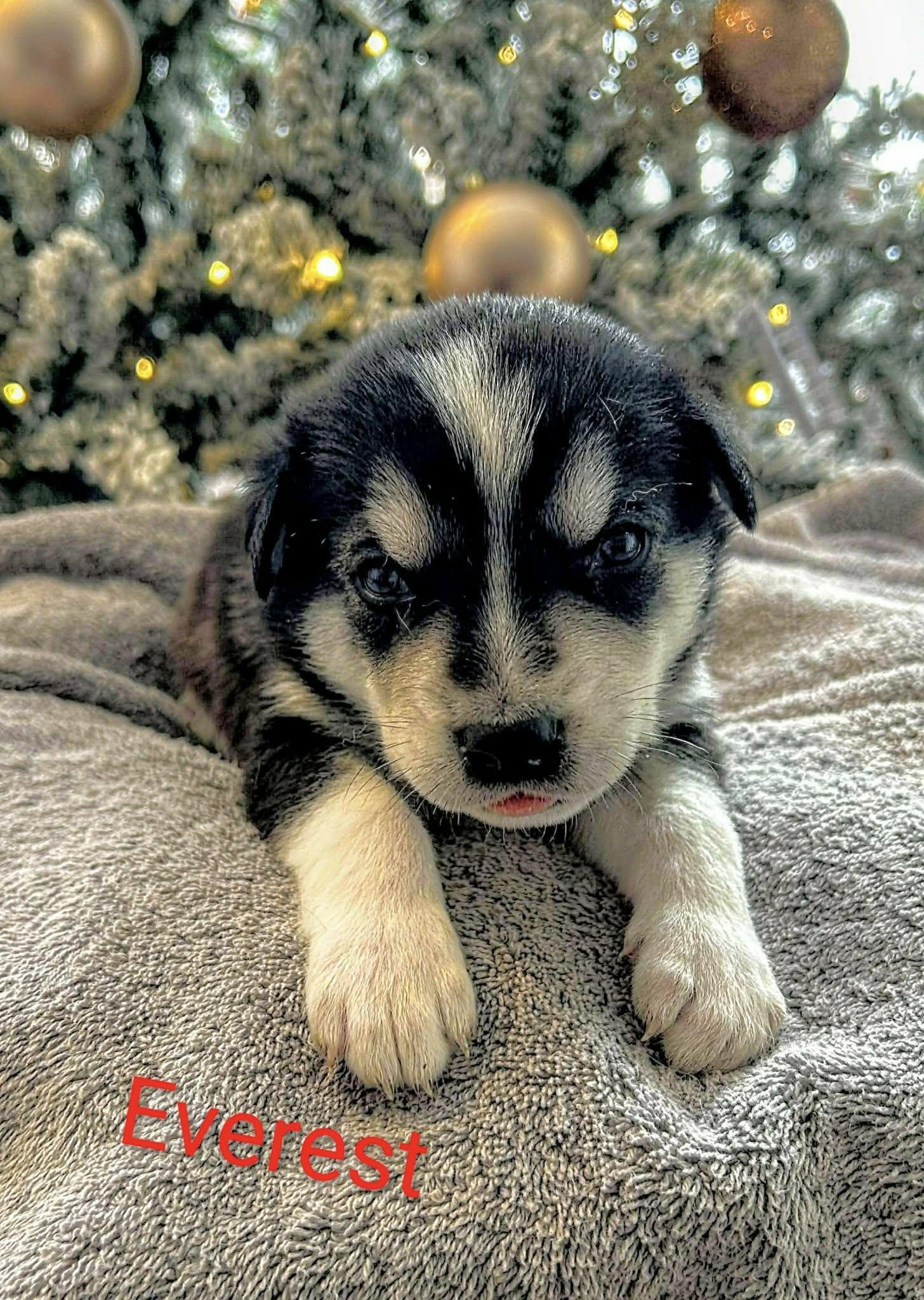 Everest (20251223-06) — thumbnail 4