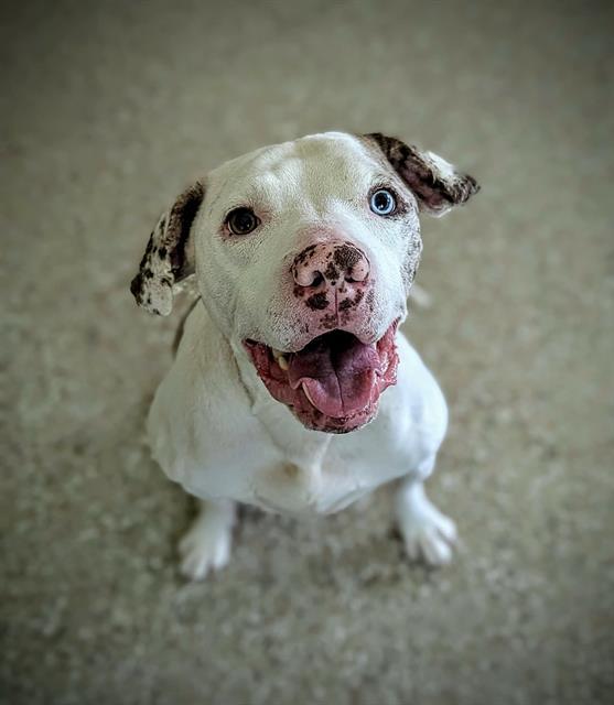 Enlarge RUBIX, a Adoptable mixed breed in Clyde, NC image 1/1