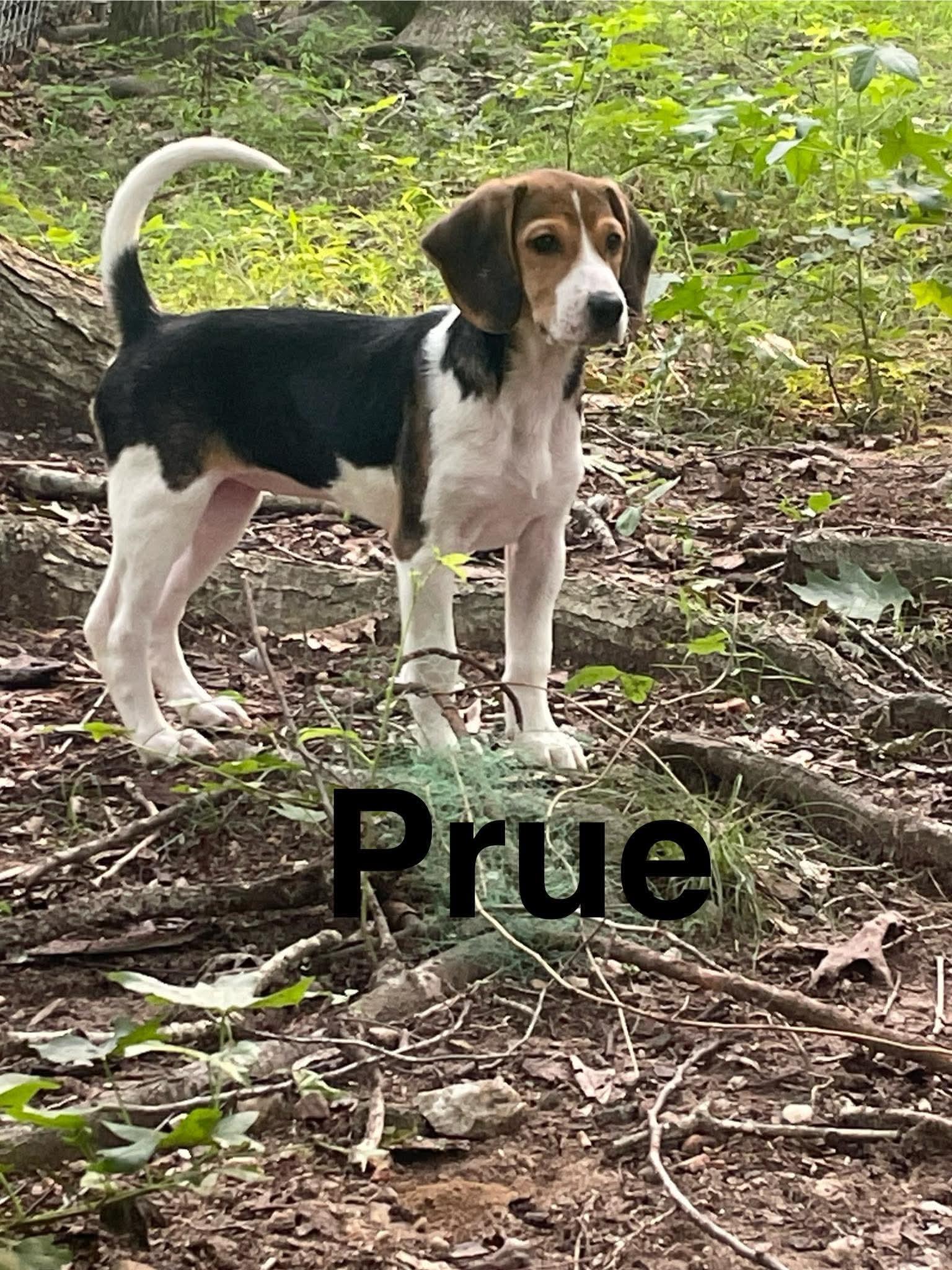 Prue, a Adoptable mixed breed in Stafford, VA image 2/2