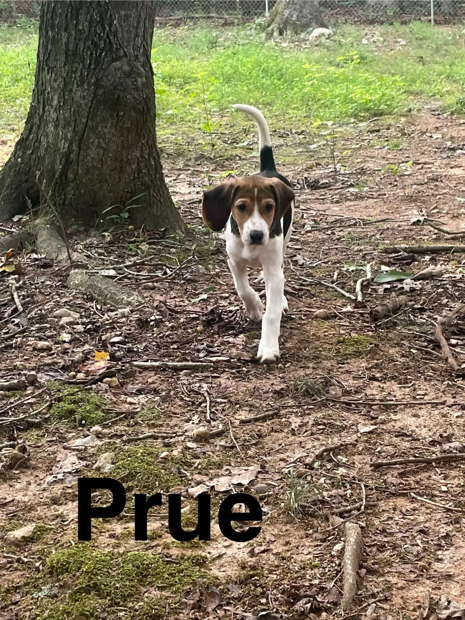Prue, a Adoptable mixed breed in Stafford, VA image 1/2