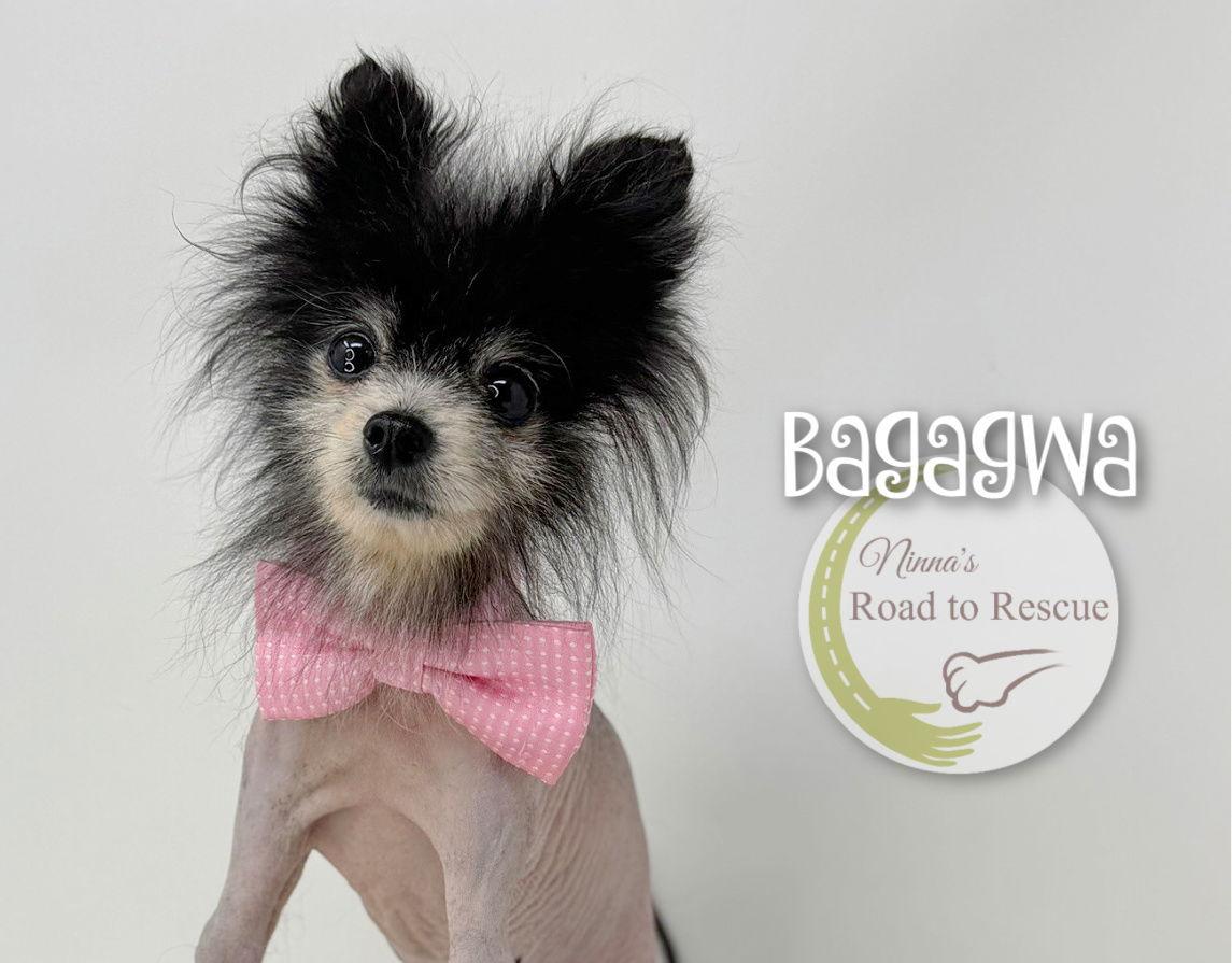 Bagagwa, Adoptable, Adult Male Pomeranian.
