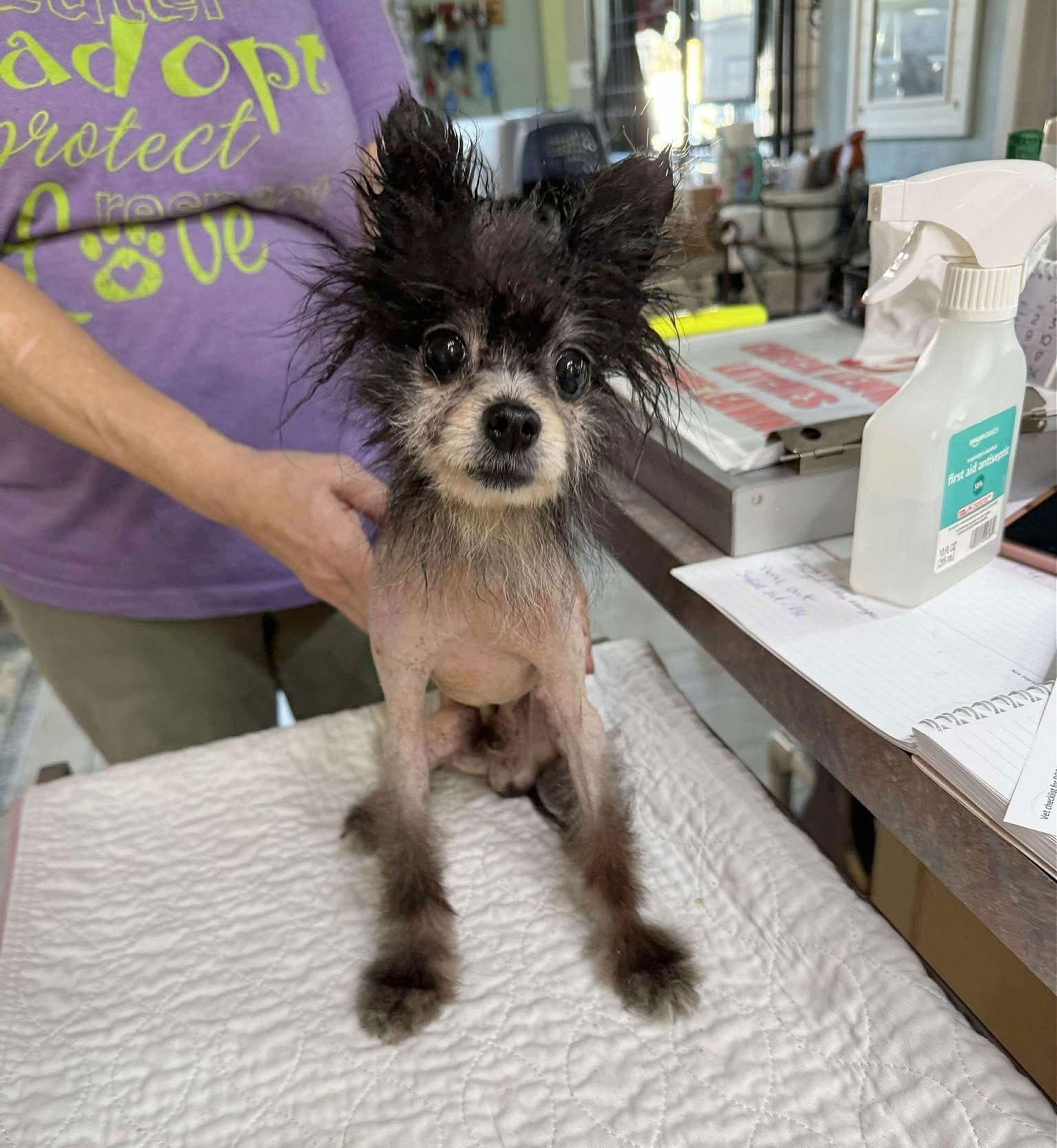 Bagagwa (NOT YET AVAILABLE), Adoptable, Adult Male Pomeranian.