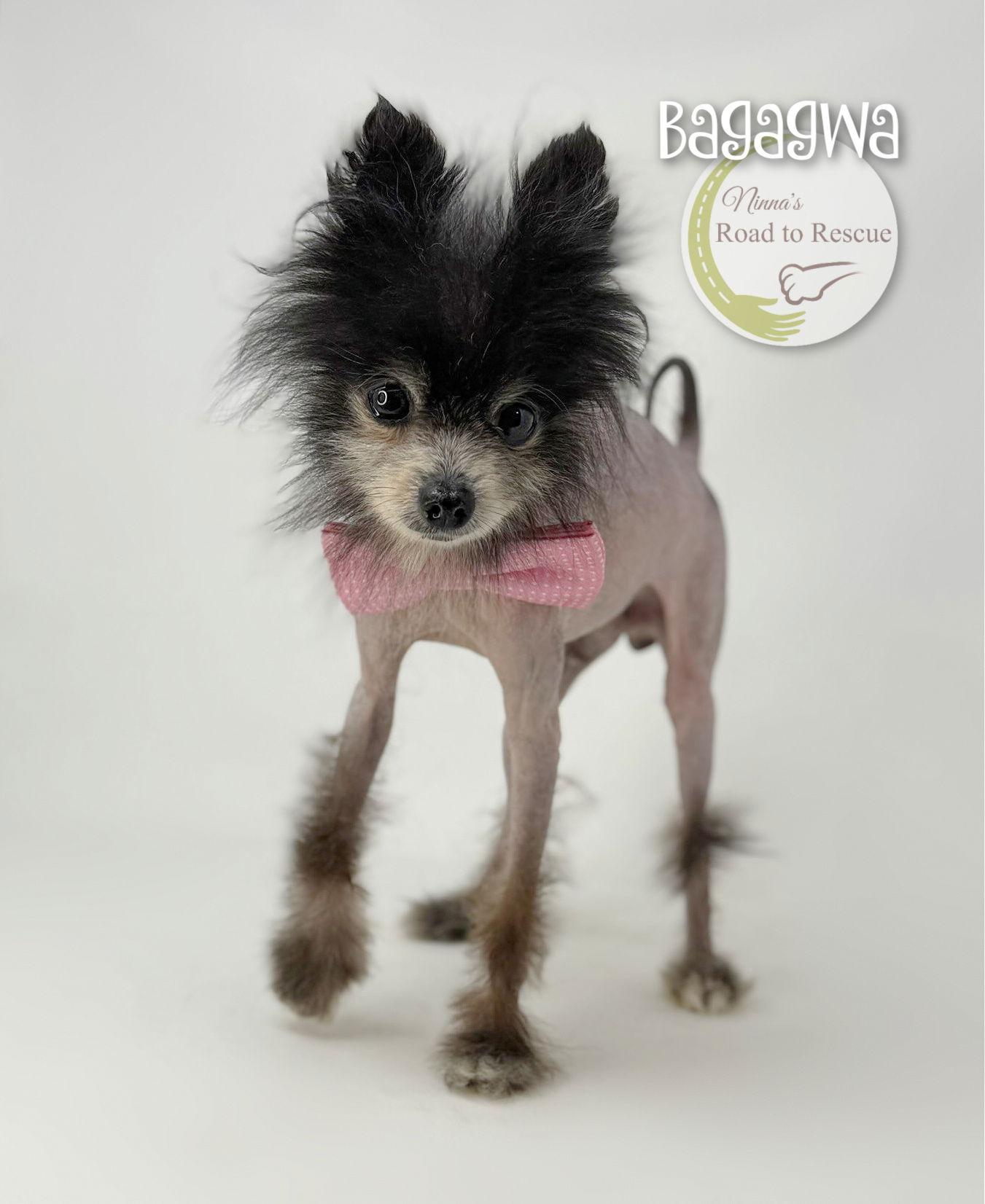 Enlarge Bagagwa, a Adoptable Pomeranian in Benton, LA image 3/3