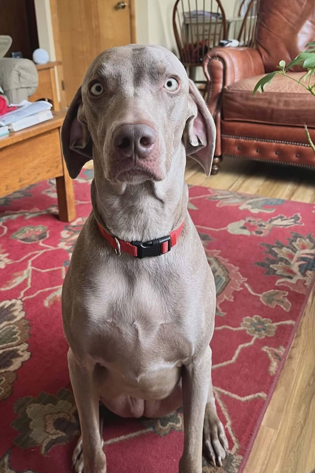 Enlarge Ruby, a Adoptable Mixed Breed in Fairmont, WV image 1/3