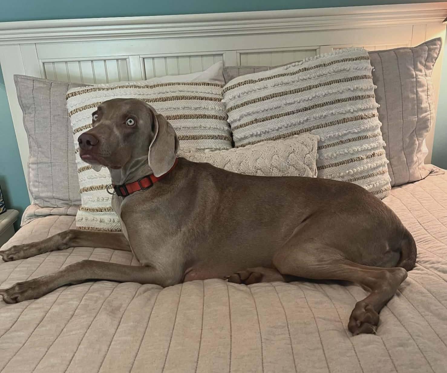 Enlarge Ruby, a Adoptable Mixed Breed in Fairmont, WV image 2/3