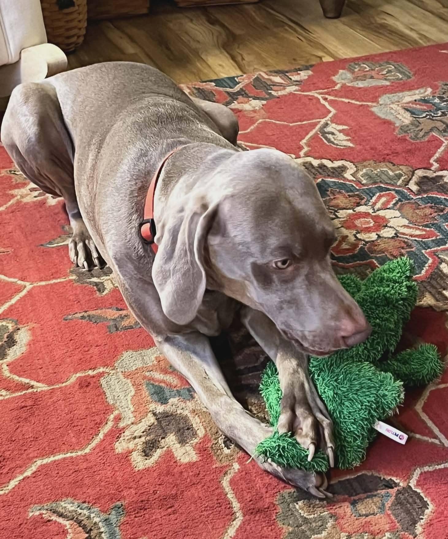 Enlarge Ruby, a Adoptable Mixed Breed in Fairmont, WV image 3/3